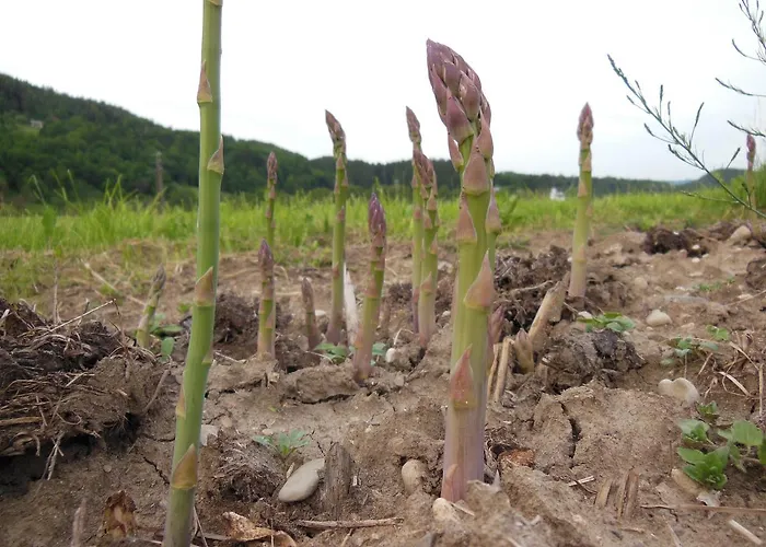 Sport Center Prodnik 4* Ljubno